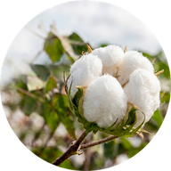 Blanc coton