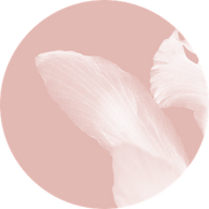Iris Cashmere