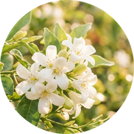 Jasmin d’Été