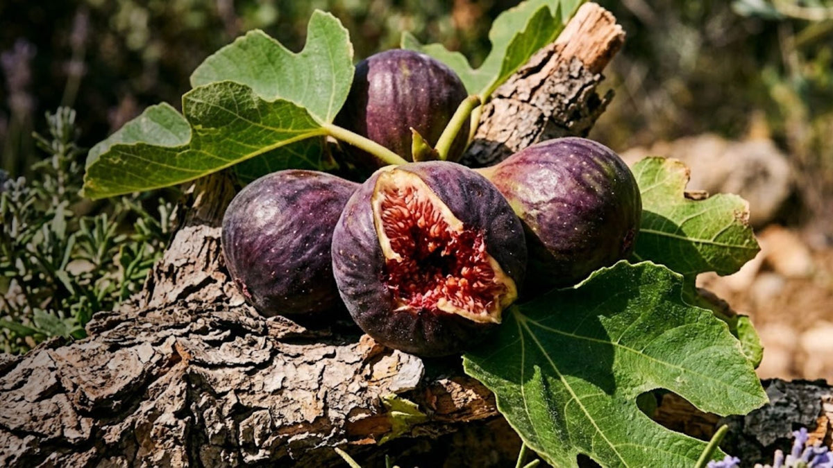 Figuier Garrigue