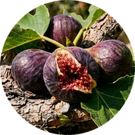 Figuier Garrigue