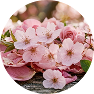Fleur de cerisier